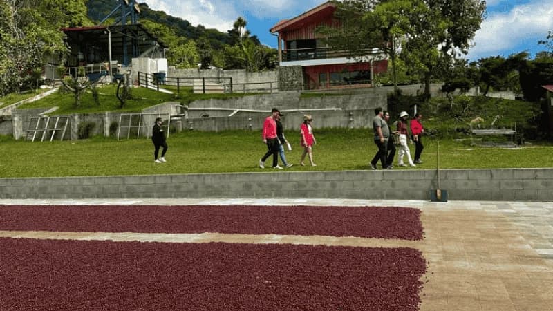 Tour De Cafe Ruta De Las Flores